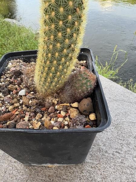 Cleistocactus winteri